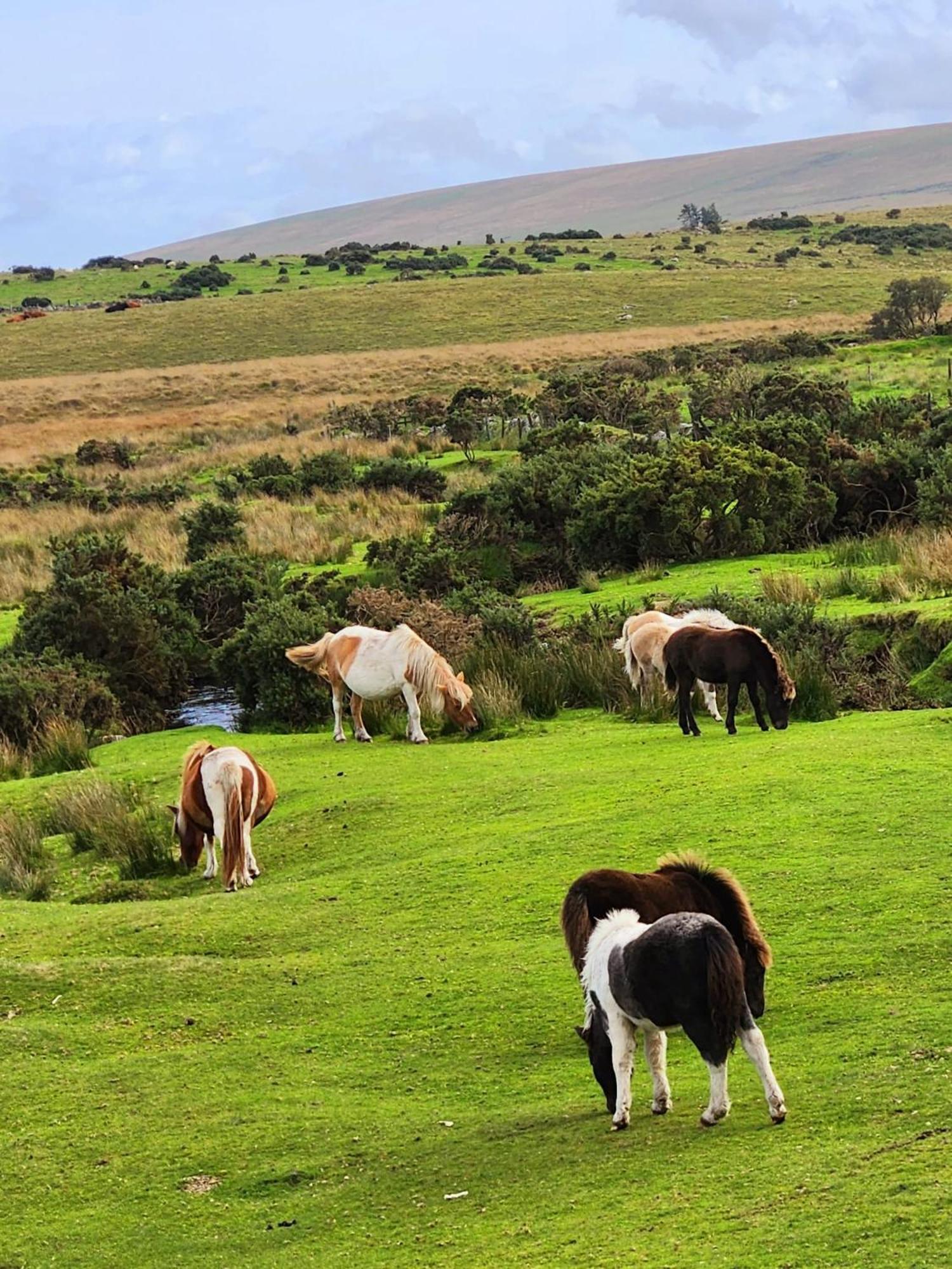 Dartmoor Hotel 3*
